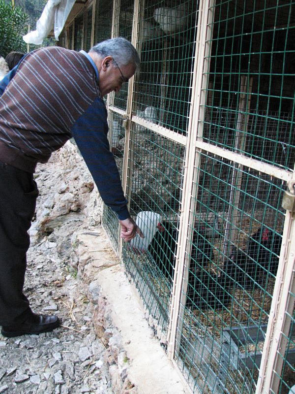 Emil messing with the roosters