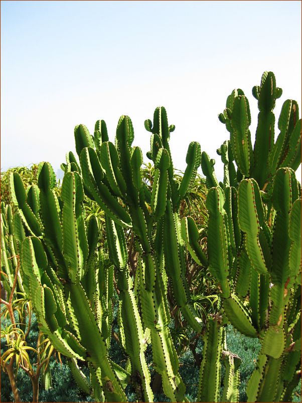 Beatiful cactus garden