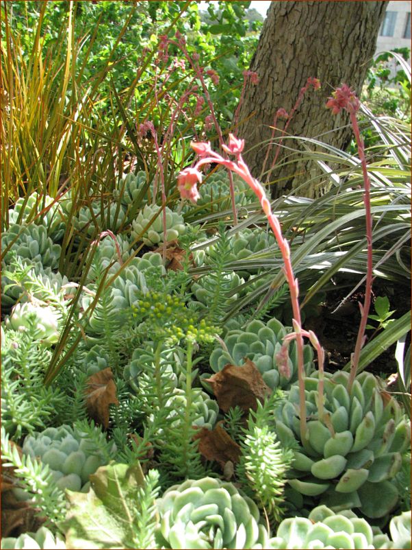 Beautiful succulents at the Getty Center