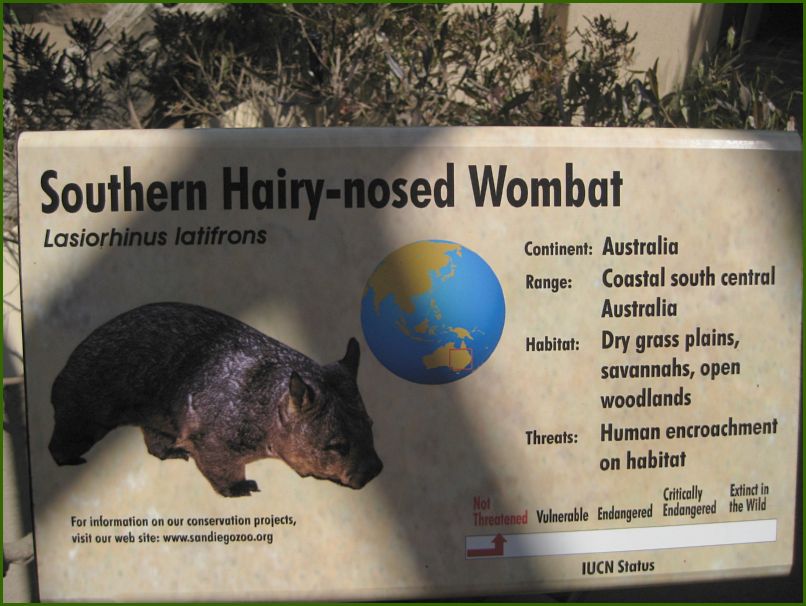 Vinny used to call Anthony a Wombat I guess? So this one is for you Anthony!