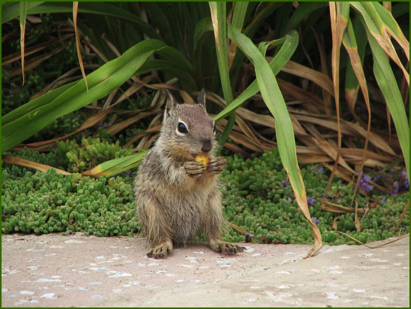 Nom nom nom