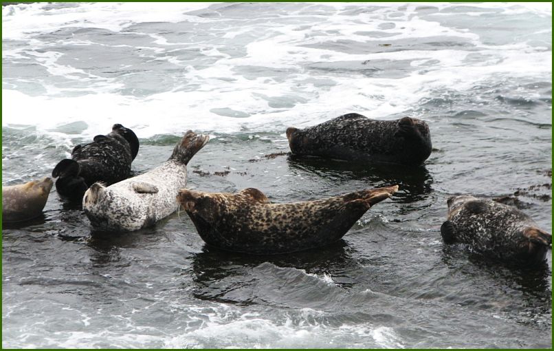 Funny seals..everytime a wave came in they would curl up!