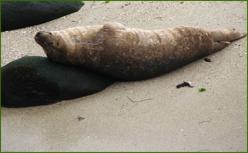 Smart seal, found a rock pillow!