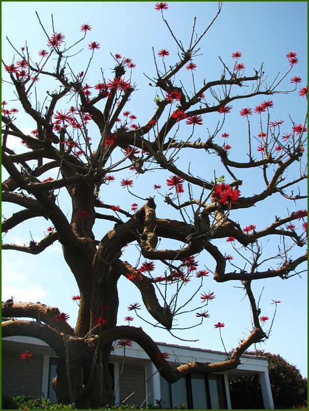 There they are again! There were in bloom, they look like normal trees after this stage