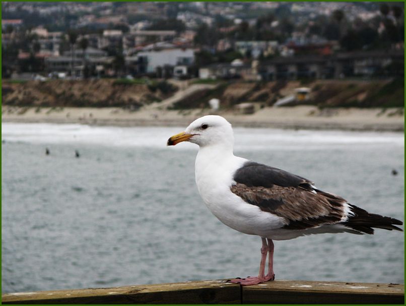 Pier in San Diego