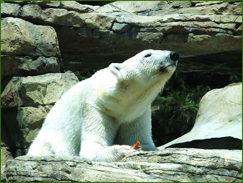 Nom Carrots Nom