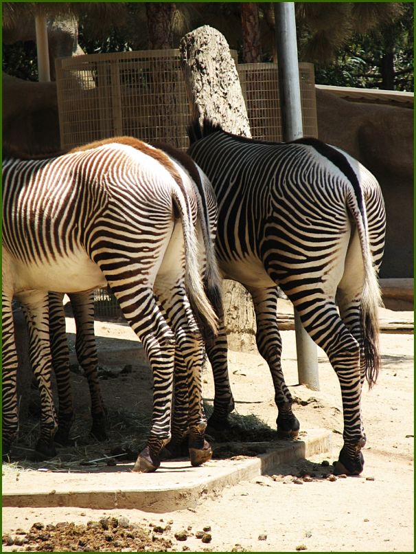I love zebra butts!