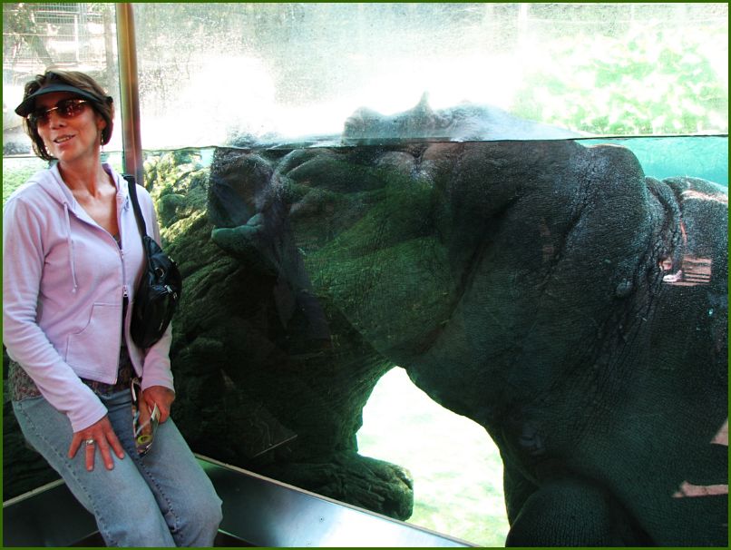 Too much plastic surgery and a Hippo smashed against the glass.