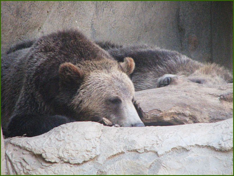 Sleepy bears