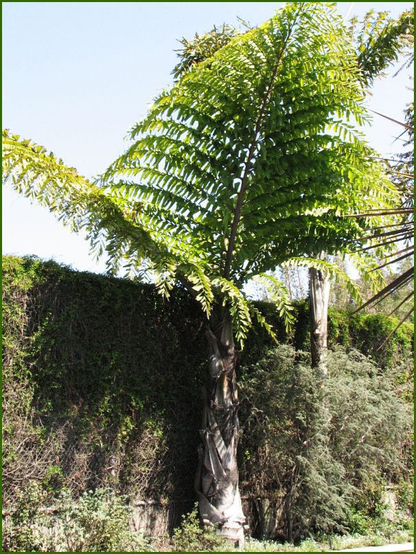 Unique palm tree