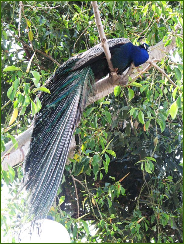 Spotted a giant peacock in a tree at the entrance, just chillin'