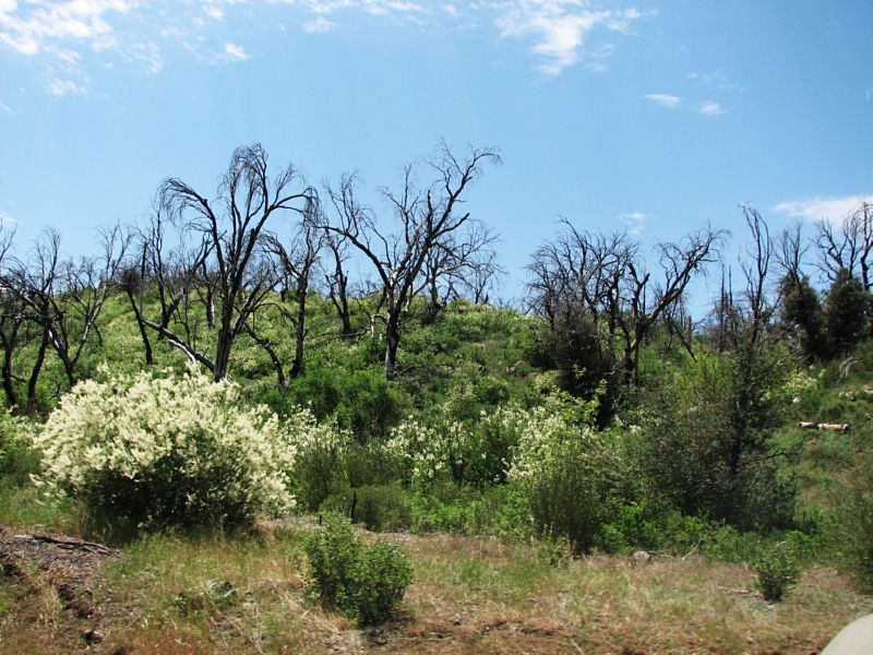 There was a recent fire -- very spooky but beautiful looking