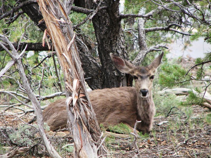 Saw this girl on the trail..didn't move a muscle when we walked by