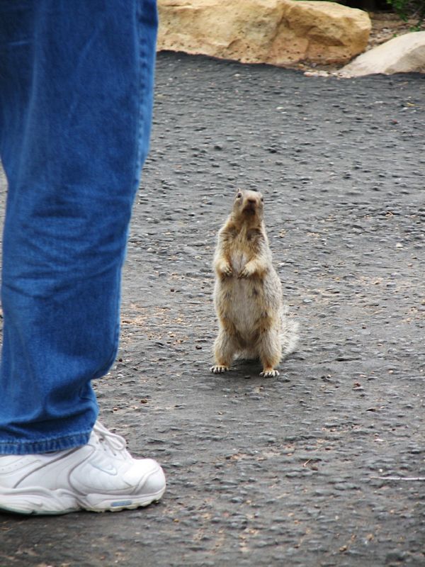 begging squirrel...